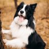 Les accessoires indispensables pour le bien-être de votre chien