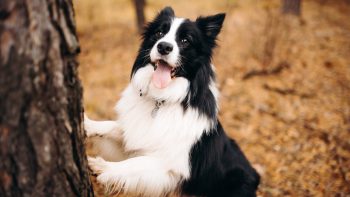 Les accessoires indispensables pour le bien-être de votre chien